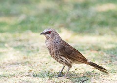 Turdoides hartlaubii