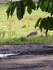 Theristicus caudatus