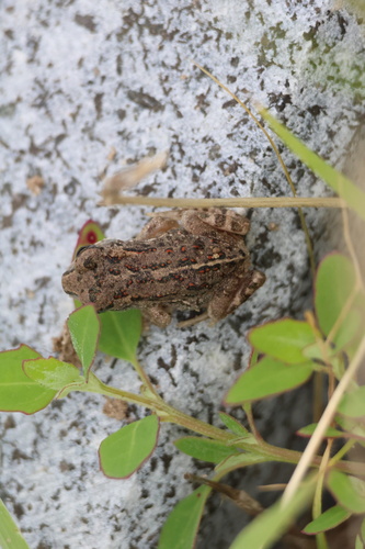 Mongolian Toad
