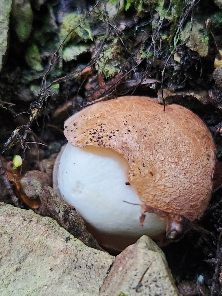 Claustula fischeri · July 2025 · photo: © chel123 (iNaturalist, cc0)