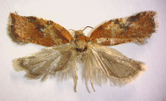 Acleris stadiana