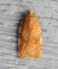 Acleris stadiana