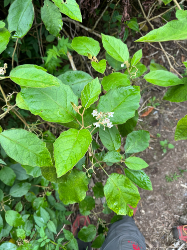 Solanum sandwicense observed 2025-06-30