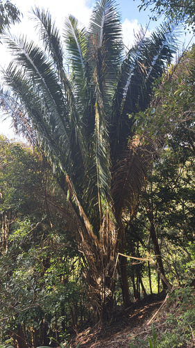Attalea cohune observed 2025-06-28