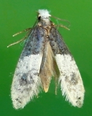 Trichophaga tapetzella
