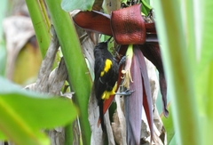 Icterus portoricensis