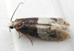 Trichophaga tapetzella