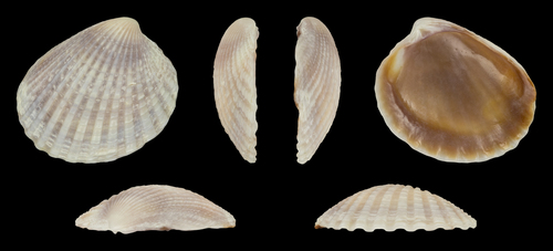 Sunetta Scripta int-aguada-rocky Check List · iNaturalist