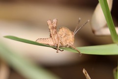Abisares viridipennis