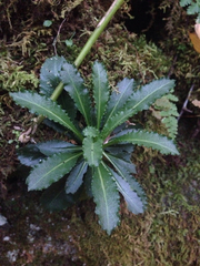 Micranthes micranthidifolia