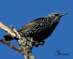 Sturnus vulgaris