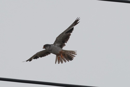 Amur Falcon
