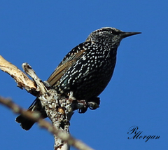 Sturnus vulgaris
