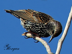Sturnus vulgaris