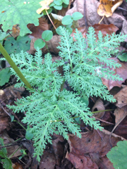 Sceptridium dissectum dissectum