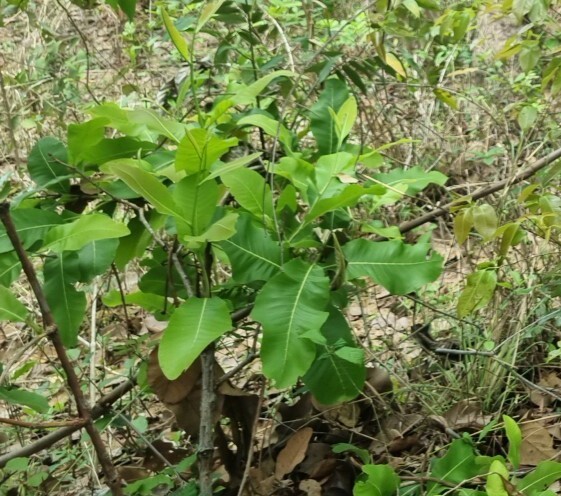 Curatella americana