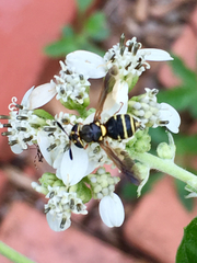 Hoplitimyia constans