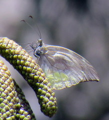 Lieinix nemesis nemesis