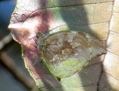 Lieinix nemesis nemesis