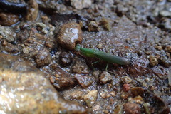 Odontomantis sinensis