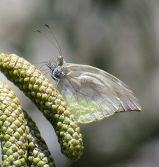 Lieinix nemesis nemesis