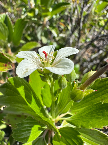 Geranium multiflorum observed 2025-06-15