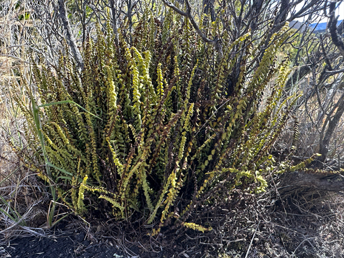 Asplenium densum observed 2025-06-15
