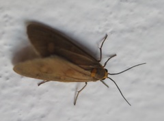 Dysauxes famula