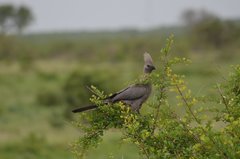 Corythaixoides concolor concolor