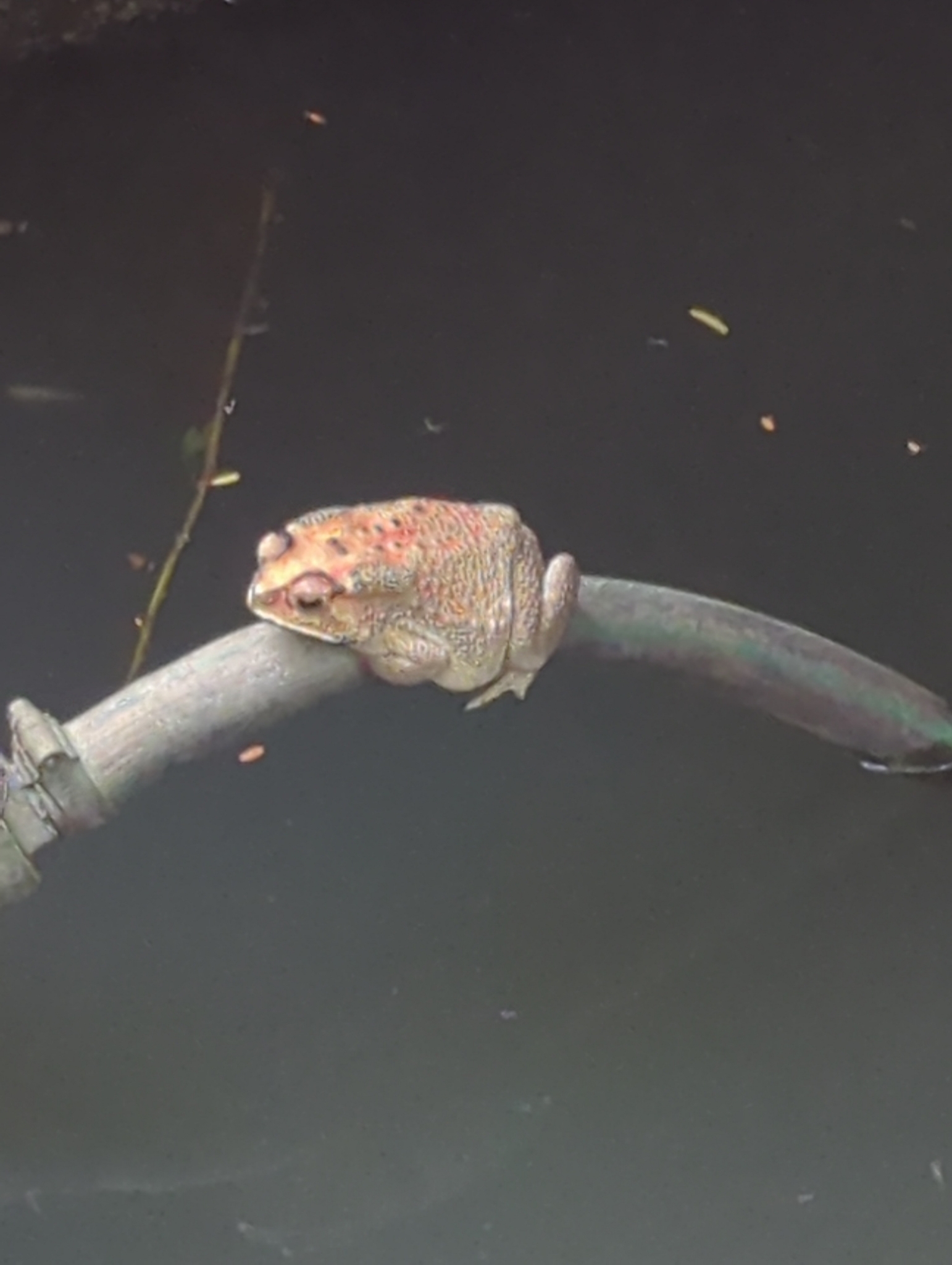Indian Common True Toad