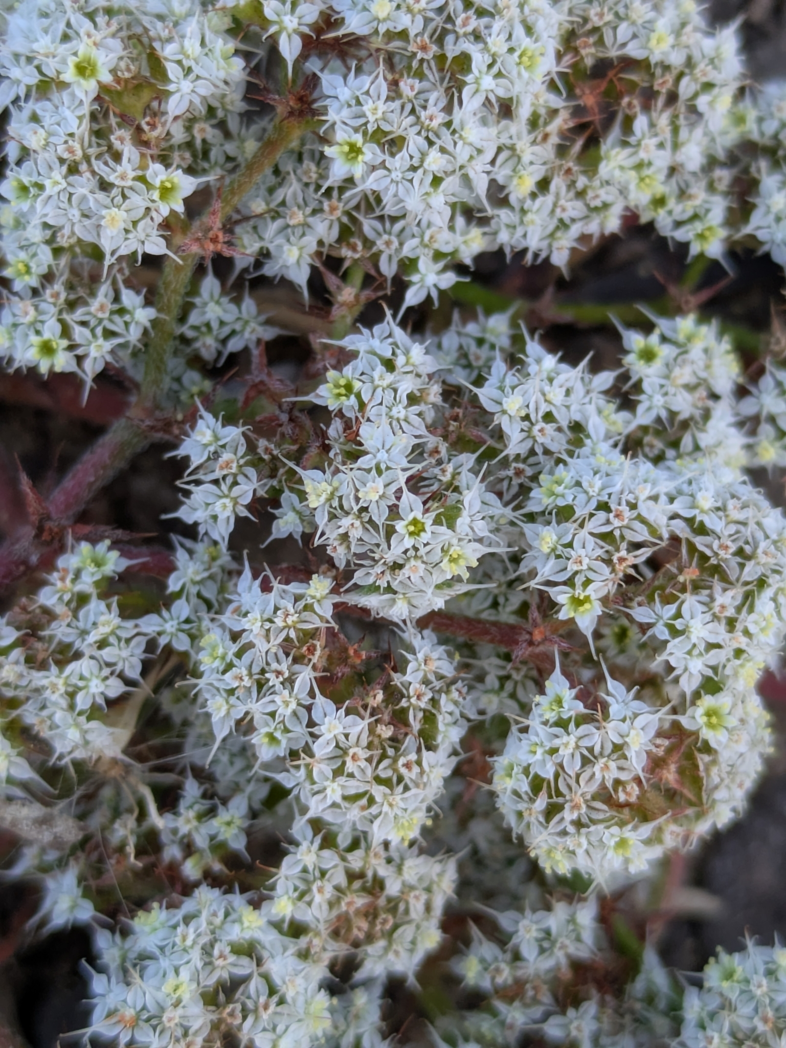Diffuse Spineflower (Chorizanthe diffusa)