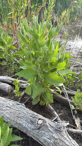 Saltmarsh Fleabane foliage
