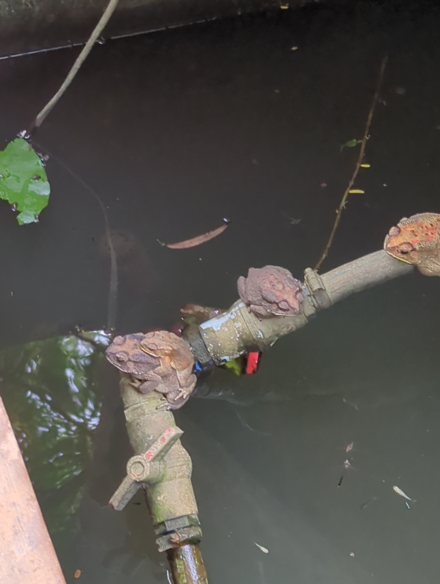 Indian Common True Toad