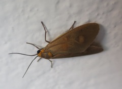 Dysauxes famula
