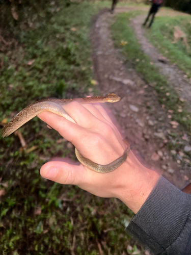 Venezuelan Cat-eyed Snake