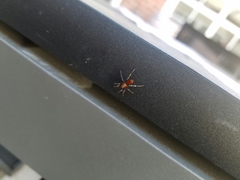 Castianeira alteranda