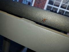 Castianeira alteranda