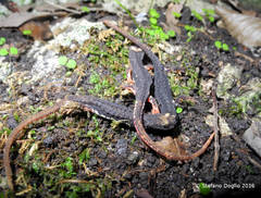 Salamandrina perspicillata