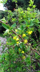 Berberis morrisonensis