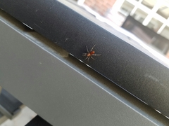 Castianeira alteranda