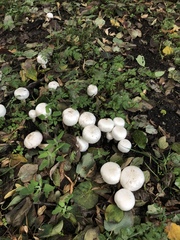Agaricus