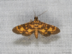 Physematia