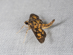 Physematia