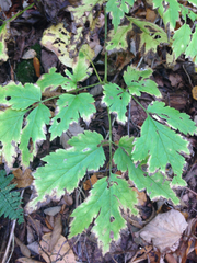 Actaea podocarpa
