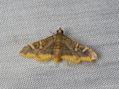 Prophantis adusta