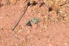 Chrysanthrax vanus