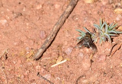 Chrysanthrax vanus