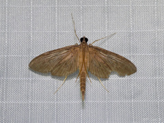 Hymenoptychis sordida