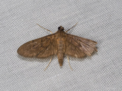 Hymenoptychis sordida