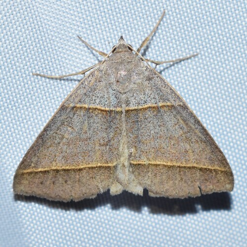 Common Ptichodis Moth photo 2